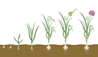 Growth of garlic in soil. Cycle of growing vegetables. Plant growth cycle in biology. vector