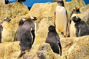 Penguins at the zoo photo