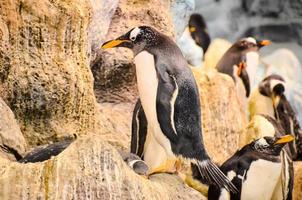 Penguins at the zoo photo