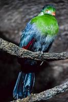 Tropical bird at the aviary photo