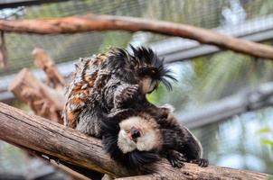 Monkeys at the zoo photo