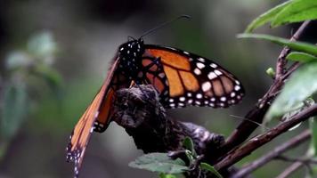 das Monarch Schmetterling Heiligtum im Mexiko video