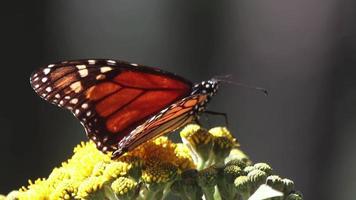 de monark fjäril fristad i mexico video