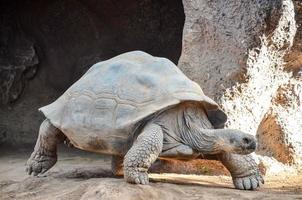 Turtle at the zoo photo