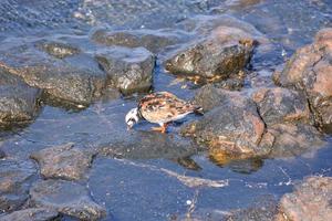 Bird drinking water photo