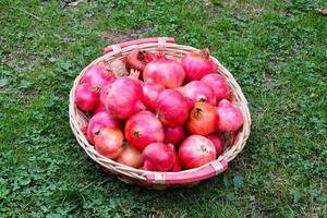 Basket of apples photo