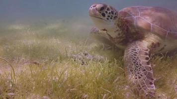 de onechte schildpad gefilmd onderwater- in Mexico video