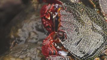 uma macro tiro do uma vermelho caranguejo em pedras dentro a canário ilhas video