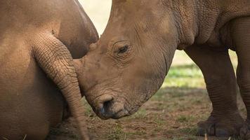 surpreendente rinoceronte e bebê dentro a abrir. lindo ameaçadas de extinção espécies video