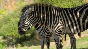 A zebra in a safari landscape video