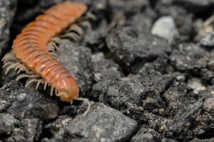 Millipede on the rocks photo