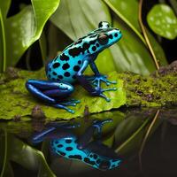 Poison Dart Frog. photo