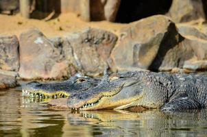 Gator at the zoo photo