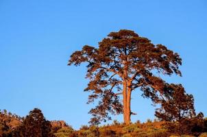 árbol en una colina foto