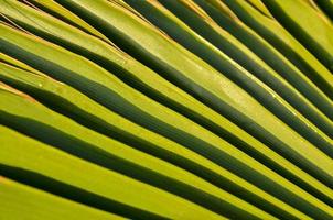 Green palm leaf photo