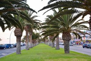 Tropical palm trees photo