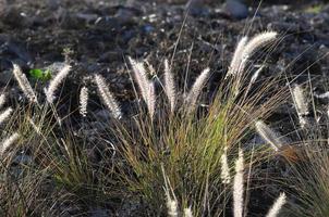 Field of grass photo