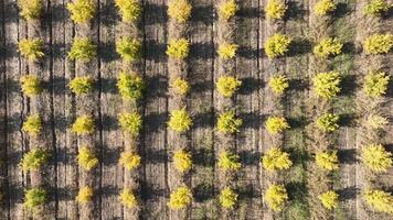 Aerial view a tractor is driving through thousands of pomegranate trees video