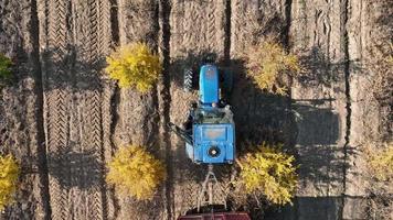 Aerial view a tractor is driving through thousands of pomegranate trees video