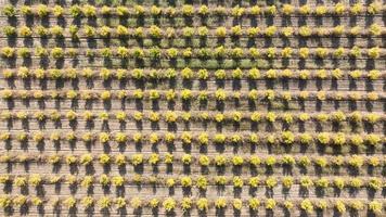 Aerial view a tractor is driving through thousands of pomegranate trees video