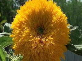 de cerca girasol helianthus annuus osito de peluche oso video