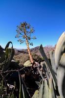 Flora in the mountains photo