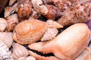 Cluster of seashells photo