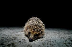 Hedgehog on dark background photo