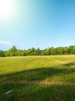 wide angle of trees with blue sky and sun exposure perfect for spring photo