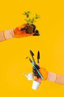 A hand in a glove holds a plant with roots and gardening tools on a colored background. Gardening concept vertical format photo