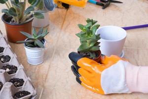 manos en jardín guantes plantando suculentas en nuevo flor ollas. el proceso de hogar jardinería foto