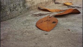 seco hojas que cae en el piso video