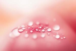 micro view on water drop on pink background, blurred background photo