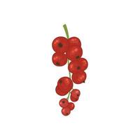 Vector illustration with red currant berries. Bright shrub fruits in watercolor style for the design of tea, juice, jam, wine, lemonade, sweets and eco - products. Isolated on a white background.