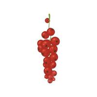 Vector illustration with red currant berries. Bright shrub fruits in watercolor style for the design of tea, juice, jam, wine, lemonade, sweets and eco - products. Isolated on a white background.