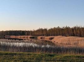 View of ornamental grasses during a late afternoon spring golden hour photo