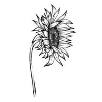 Line art clipart with sunflower vector