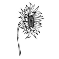 línea Arte clipart con girasol vector