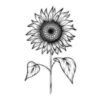 Line art clipart with sunflower vector