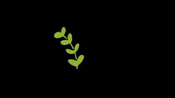 flower leaf loop Animation video transparent background with alpha channel.