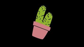 cactus fabriek met pot icoon lus animatie video transparant achtergrond met alpha kanaal.