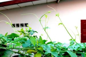 Ivy gourd in garden beside house photo