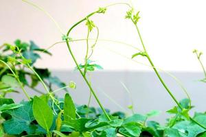 Ivy gourd in garden beside house photo