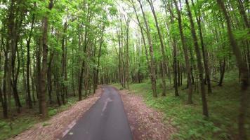 Flight along the forest road - aerial survey video