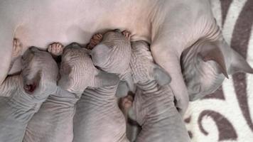 Motherhood, Canadian Sphynx Cat lies and breastfeeding four hairless kittens. Happy feline family. video