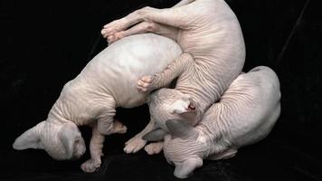 três fofa gatinhos canadense sphynx gato procriar dormindo em Preto veludo cotelê fundo. conceito feliz e despreocupado infância do pequeno gatos. topo Visão do pequeno gatinha, felino amigos video
