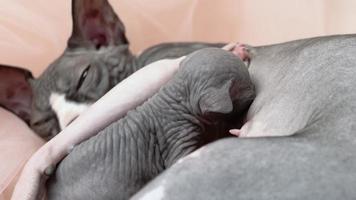 hambriento bebé gatito succión Leche desde madre canadiense sphynx gato. mamá acostado y amamantamiento su gatito. de cerca ver de proceso de alimentación de gatito. real hora Disparo video, parte de serie video