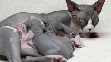 Mother Canadian Sphynx Cat with two newborn kittens suckling milk. Mommy cat lying and nursing hungry kitty. Domestic feline family, serene childhood at home. Real time shot video, part of series video