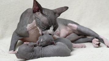 Mother cat carefully licks and washes her two kittens. Mommy Canadian Sphynx Cat sitting and nursing her domestic feline family, serene childhood at home concept. Real time shot video, part series video