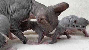 Pflege Mutter Katze flink Lecken ihr zwei wenig Kätzchen. Mama Sphynx Katze Sitzung und Pflege- ihr inländisch katzenartig Familie, heiter Kindheit beim Zuhause Konzept. Teil von Serie, echt Zeit Schuss Video